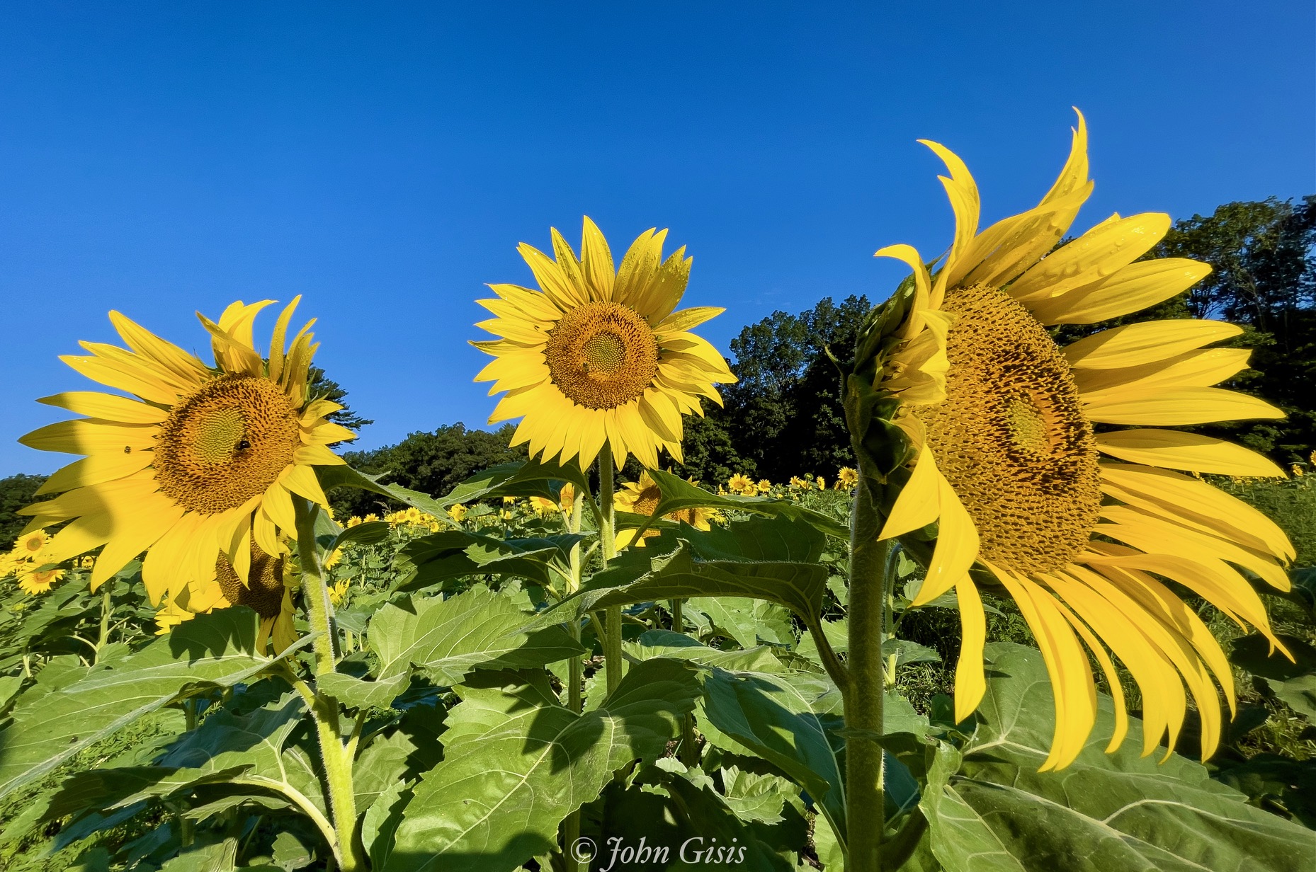 Visit NH Sunflower Festival